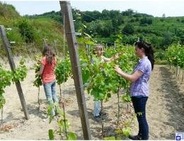 Einflechten der Rebäste Einflechten der Rebäste